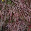 Tamukeyama Japanese Maple #10 - Image 2